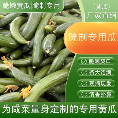 【腌制咸菜专用黄瓜】黄瓜新鲜水果黄瓜小黄瓜腌制专用嫩黄瓜蔬菜