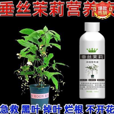 垂丝茉莉专用营养液叶子垂头催花专用肥叶子发黄肥料叶尖干黄促花