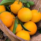 重庆橙子脐橙新鲜水果批发应季水果橙子整箱批发非果冻橙赣南橙