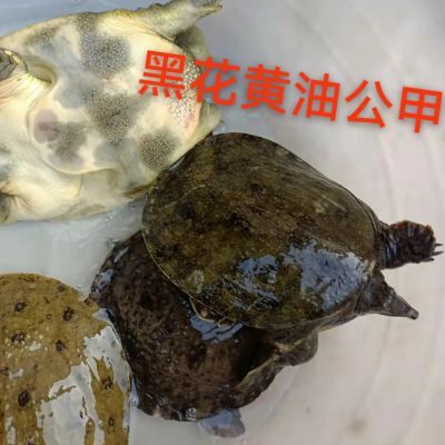 黑花甲鱼全黑原生态纯天然梅花鳖中华甲鱼土鳖纯天然鲜活脚鱼野生