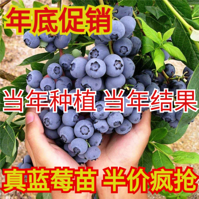 带花带果蓝莓树果苗盆栽地栽阳台果树南方北方种植当年结果蓝莓苗