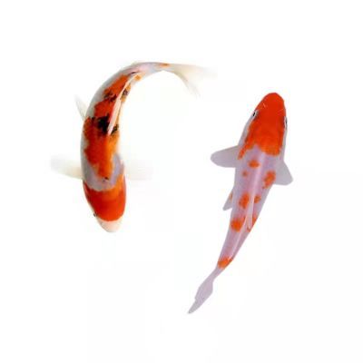 纯种锦鲤观赏鱼冷水淡水鱼招财转运好养耐活金鱼红白三色多色搭配