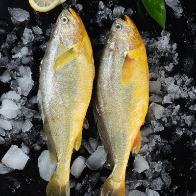 1斤1条黄花鱼特大深海黄花鱼批发一整箱海鲜冷冻黄鱼