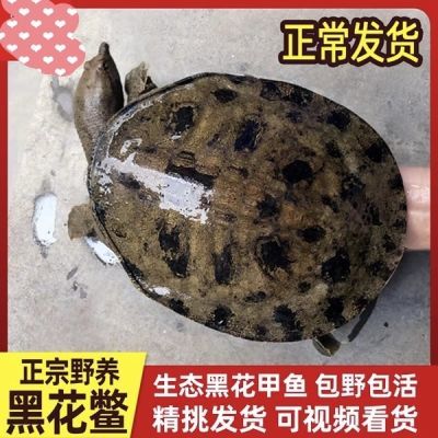 黑花甲鱼活的老鳖团鱼水鱼脚鱼鲜活食用童子鳖黑花鳖王八活野外