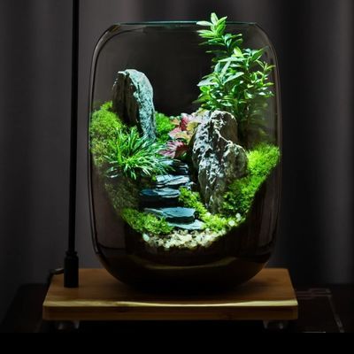 新款懒人桌面苔藓微景观创意办公室植物玻璃生命之树造景生态瓶