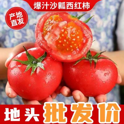 【地头批发价】露天沙瓤西红柿新鲜生吃番茄柿子5斤10斤自然成熟