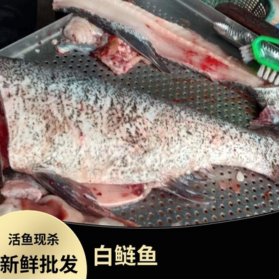 新鲜鲜活白鲢鱼现捕现杀现发优质食用饭店批发大鱼新鲜鱼红烧