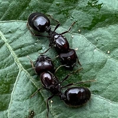 全异巨首蚁盲切叶蚁特化兵蚁宠物产卵蚁后繁殖好养大型