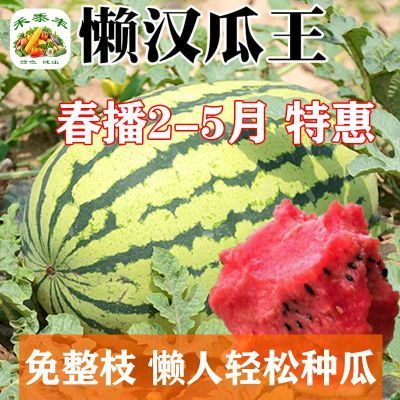 懒汉西瓜种子单瓜重40斤正宗懒汉瓜王薄皮少籽红瓤超甜石头瓜种子