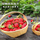 【快运包邮】草莓新鲜令水果大凉山露天草莓非丹东九九草莓