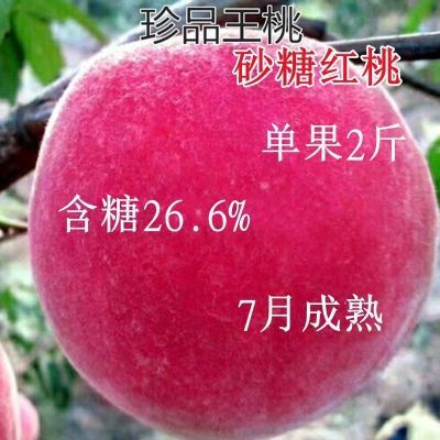 珍品王桃嫁接桃树苗批发新品种桃树树苗果树苗南北方种植特大超甜