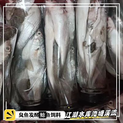 老款臭鱼饵料优选新鲜臭鱼秘制发酵专攻大口鲶鱼江湖水库池塘通用