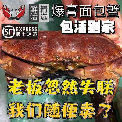 超大面包蟹母帝王蟹鲜活生冻大螃蟹海蟹新鲜海鲜水产黄金蟹珍宝蟹