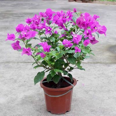 福建三角梅七彩花色开花五颜六色耐热三角梅带花苞大苗阳台