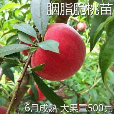 桃树苗新款脆桃 嫁接苗新品种桃子水果树苗早熟南方北方红心结果