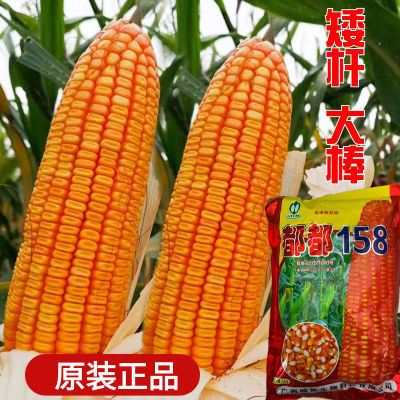 都都158产量高的玉米种子株高265cm穗高105cm正品2斤装