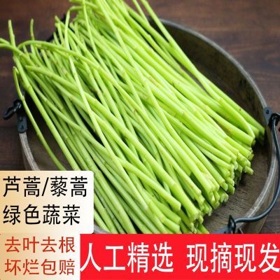 当季芦蒿新鲜篱蒿去根去叶山黎蒿时令新鲜蔬菜野菜藜蒿鲜嫩泥蒿