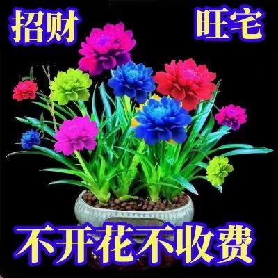 【香水兰】四季开花浓香型重瓣花卉大全阳台耐寒绿植盆栽好养