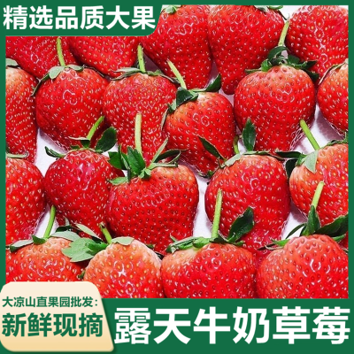 四川牛奶草莓大凉山现摘新鲜当季水果孕妇甜鲜草莓整箱露天草莓