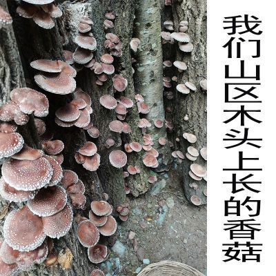 香菇干货长在木头上的香菇花菇冬菇农家特产干香菇净重山区直发