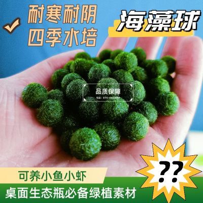 海藻球marimo马里莫微景观水培植物生态瓶鱼缸便宜宿舍迷你小宠物