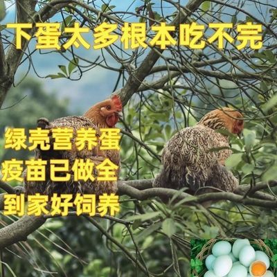 2斤左右高产蛋麻羽母鸡到家即将产蛋鸡农家散养土鸡绿壳蛋鸡