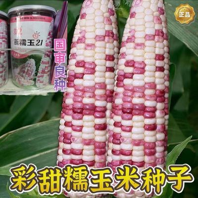 超甜彩糯玉米种子 优质高产包邮 国审香甜糯玉米种子包谷大田专用