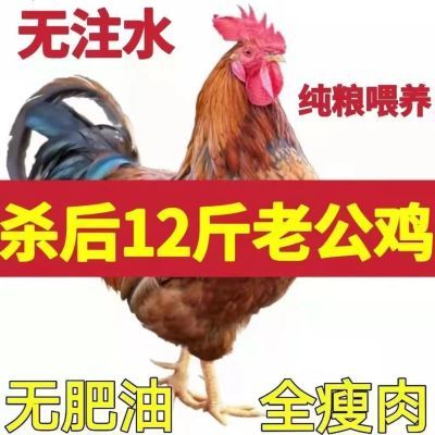 【散养老公鸡】正宗散养土鸡大公鸡现杀纯粮溜达鸡笨鸡新鲜童子鸡