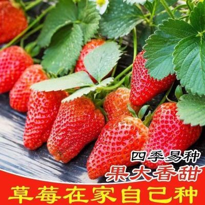四季草莓种子奶油草莓特大超甜庭院阳台易种盆栽蔬菜水果种子批发