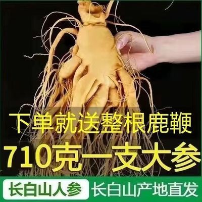 特大野生老参人参正宗长白山新鲜泡酒煲汤吉林东北保鲜特产批发