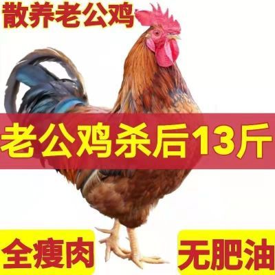 【二年老公鸡】正宗农家纯粮土鸡散养大公鸡现杀柴鸡笨鸡新鲜鸡肉