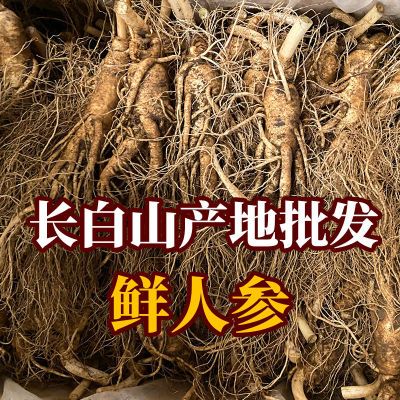 【长白山鲜人参批发】特大带土鲜人参大个人参泡酒产地批发