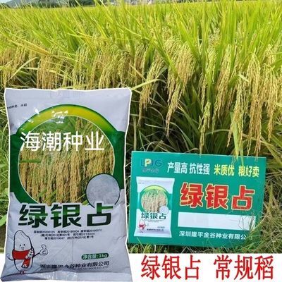 长粒优质稻谷种 常规水稻种子绿银占绿晶占稻谷种 高产抗倒再生