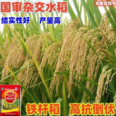 国审高产杂交水稻种子大全正品原厂丝苗长粒矮杆耐高温大穗稻谷种