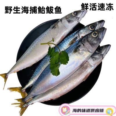 批发海鱼青占鱼5斤青花鱼鲐鲅鱼急速冷冻生鲜食材