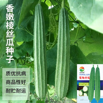 特长棱角丝瓜种子抗寒耐热庭院盆栽有机蔬菜八角丝瓜种子四季可播