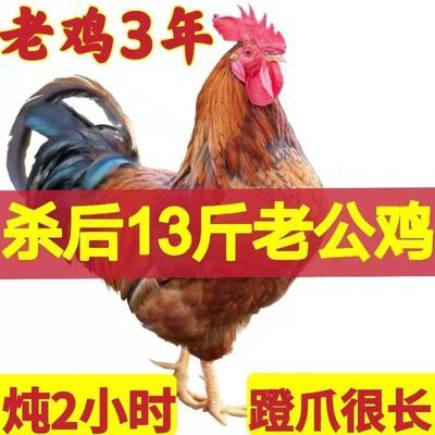 【二年老公鸡】正宗农家纯粮土鸡散养大公鸡现杀笨鸡草鸡新鲜鸡肉