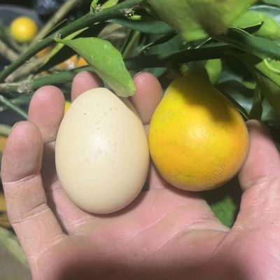融安脆蜜金柑苗,第三代金桔,土球树带果发货今年种植今年开花结果