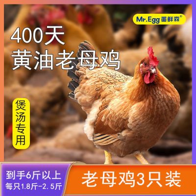 蛋鲜森400天黄油老母鸡3只装共6斤整鸡煲汤现杀鸡肉新鲜整鸡净膛