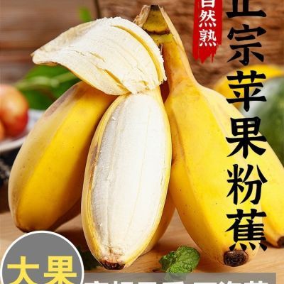 广西苹果蕉正宗粉蕉应季水果新鲜现摘软糯香蕉原生态苹果蕉一整箱