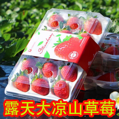 久久红颜草莓大凉山露天礼盒装草莓商用批发烘焙水果奶茶包邮整箱