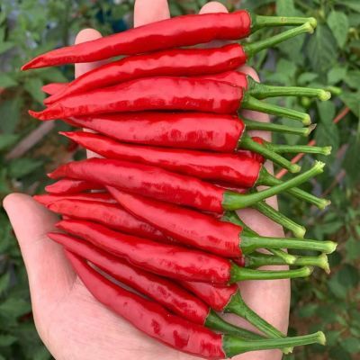 高产杂交朝天椒种子中早熟辣椒种籽基地用种小米椒种子辣椒指天椒