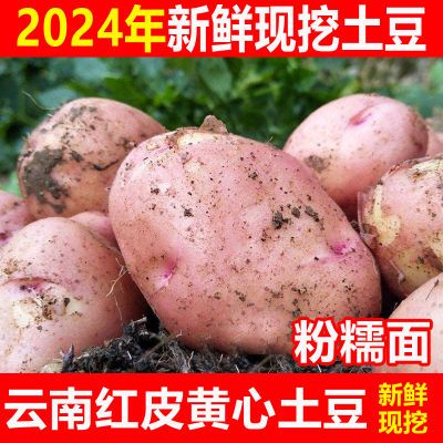 云南土豆新鲜现挖红皮黄心土豆10/3斤小土豆种洋芋农家自种批