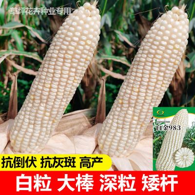 云贵川全国高产白色玉米种子白包谷种子高产抗病大棒白金983
