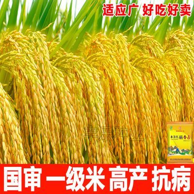 水稻种子国审杂交水稻种子泰3优丽香占优质长粒高产谷种抗病抗倒
