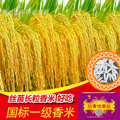 国审一级杂交水稻种子长粒稻谷种子高产香米抗病长粒早中晚稻谷种