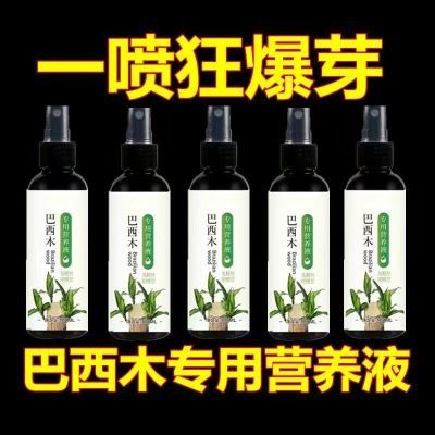 巴西木营养液专用肥料幸运生根木水培促爆芽防黄叶底部发霉液体