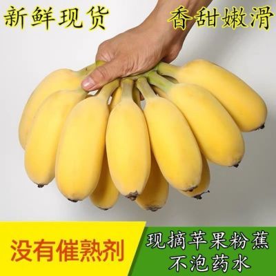 广西苹果蕉当季新鲜水果非小米蕉香蕉芭蕉整箱批发包邮9斤5斤3斤