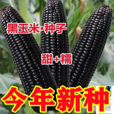 黑玉米甜糯玉米种子高产早熟黑粘糯玉米鲜食苞米非转基因蔬菜种子