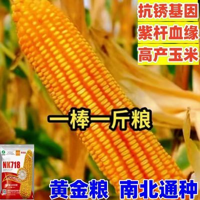 NK718国审正品原装玉米种子大全高产抗锈紫杆细轴大棒农科院新品